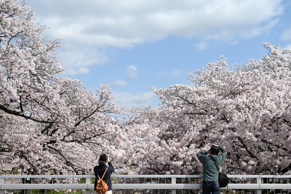 cherry blossoms, bridge, natural, landscape, photograph, cherry blossoms, cherry blossoms, cherry blossoms, cherry blossoms, cherry blossoms